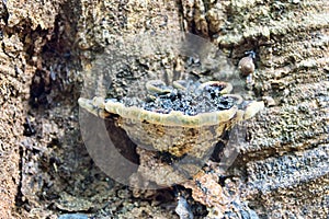 Tropical tree fungus with a mass of rotting remains