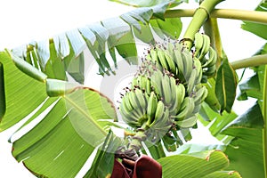 Tropical tree with green leaves and ripening bananas outdoors
