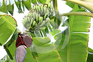 Tropical tree with green leaves and ripening bananas outdoors