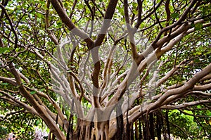 Tropical Tree green limp branch leaf forest canopy