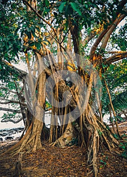 Tropical tree on the island Koh Rong Samloem