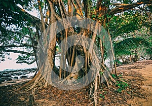 Tropical tree on the island Koh Rong Samloem