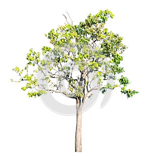 tropical tree isolate on white