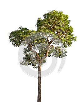 The Tropical tree isolated on white background, saved clipping path
