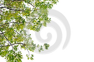 Tropical tree leave on white isolated background for green foliage backdrop