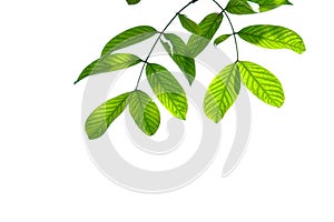 Tropical tree leaves with branches and sunlight on white isolated background for green foliage backdrop