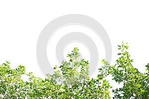 Tropical tree with leaves branches and sunlight, on white isolated background for green foliage backdrop