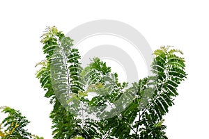 Tropical tree with leaves branches and sunlight, on white isolated background for green foliage backdrop