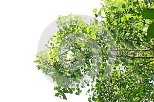 Tropical tree with leaves branches and sunlight, on white isolated background for green foliage backdrop
