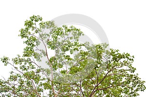 Tropical tree with leaves branches and sunlight, on white isolated background for green foliage backdrop