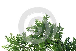 Tropical tree with leaves branches and sunlight, on white isolated background for green foliage backdrop
