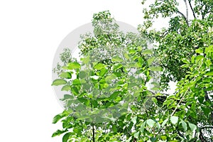 Tropical tree with leaves branches and sunlight, on white isolated background for green foliage backdrop