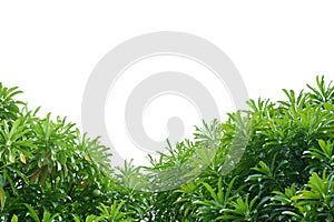 Tropical tree with leaves branches and sunlight, on white isolated background for green foliage backdrop