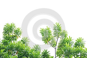 Tropical tree with leaves branches and sunlight, on white isolated background for green foliage backdrop