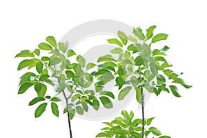 Tropical tree with leaves branches and sunlight, on white isolated background for green foliage backdrop