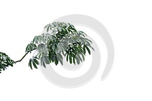 Tropical tree with leaves branches and sunlight, on white isolated background for green foliage backdrop