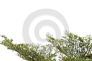 Tropical tree with leaves branches and sunlight, on white isolated background for green foliage backdrop