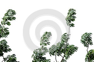 Tropical tree with leaves branches and sunlight, on white isolated background for green foliage backdrop