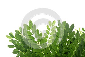 A Tropical tree with leaves branches and sunlight, on white isolated background for green foliage backdrop