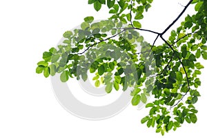 A Tropical tree with leaves branches and sunlight, on white isolated background for green foliage backdrop