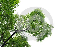 A Tropical tree with leaves branches and sunlight, on white isolated background for green foliage backdrop