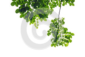 A Tropical tree with leaves branches and sunlight, on white isolated background for green foliage backdrop
