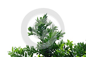 A Tropical tree with leaves branches and sunlight, on white isolated background for green foliage backdrop