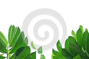 A Tropical tree with leaves branches and sunlight, on white isolated background for green foliage backdrop .