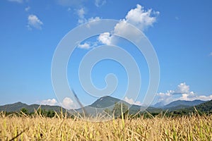 Tropical tree leaves with branches and sunlight on white isolated backgroundBlue sky white fuffly clouds