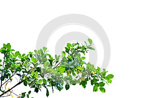 Tropical tree leaves with branches on white isolated background