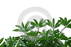 Tropical tree leaves with branches on white isolated background