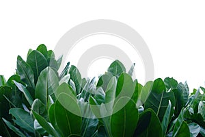 Tropical tree leaves with branches on white isolated background