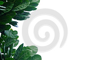 Tropical tree leaves with branches on white isolated background