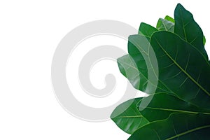 Tropical tree leaves with branches on white isolated background