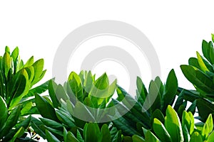 Tropical tree leaves with branches on white isolated background