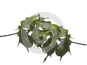 Tropical tree leaves with branches on white isolated background