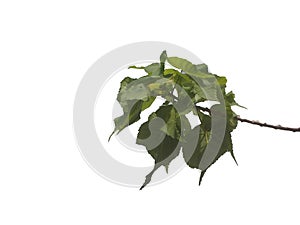 Tropical tree leaves with branches on white isolated background