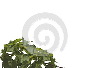 Tropical tree leaves with branches on white isolated background