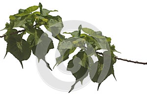 Tropical tree leaves with branches on white isolated background