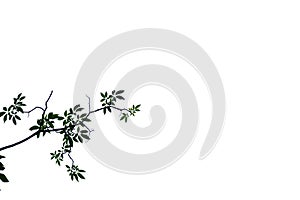 Tropical tree leaves with branches on white isolated background for green foliage backdrop