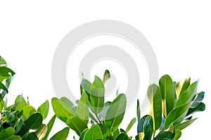 Tropical tree leaves with branches on white isolated background for green foliage backdrop