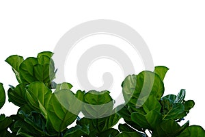 Tropical tree leaves with branches on white isolated background for green foliage backdrop