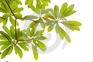 Tropical tree leaves with branches on white isolated background for green foliage backdrop