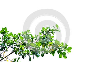 Tropical tree leaves with branches on white isolated background for green foliage backdrop