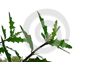 Tropical tree with leaves branches on white isolated background for green foliage backdrop