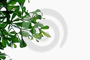 Tropical tree leaves with branches on white isolated background for green foliage backdrop