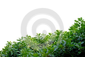 Tropical tree leaves with branches on white isolated background for green foliage backdrop