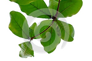 Tropical tree leaves with branches on white isolated background for green foliage backdrop