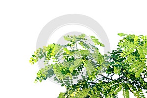 Tropical tree leaves with branches on white isolated background for green foliage backdrop