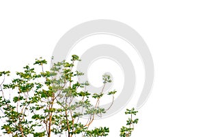 Tropical tree leaves with branches on white isolated background for green foliage backdrop